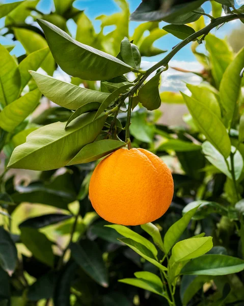 Ωριμότητα Πορτοκαλιού Κρέμεται Μεταξύ Των Φύλλων Στο Κλαδί Του Δέντρου — Φωτογραφία Αρχείου