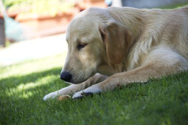 köpek golden retriver