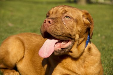 köpek dogue de bordeaux