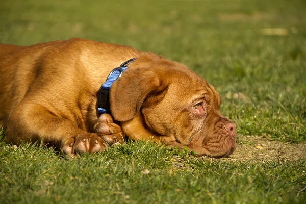 Pes dougue de bordeaux — Stock fotografie