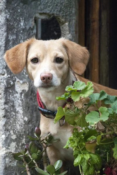 Retrato de perro —  Fotos de Stock