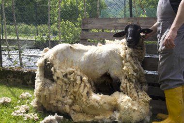 Sheep Shearing clipart