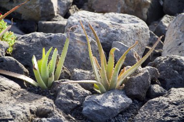 Aloe.