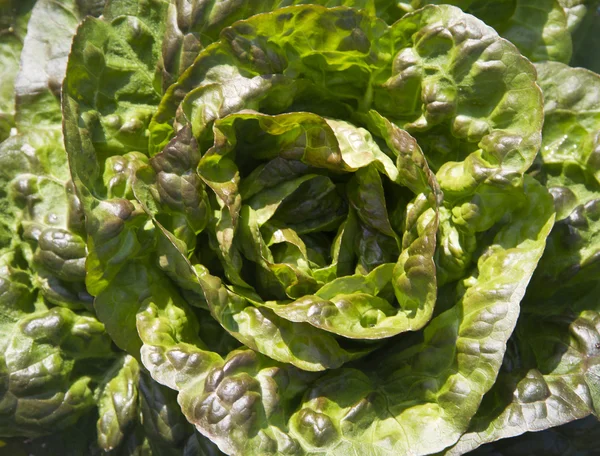 Salade Stockafbeelding