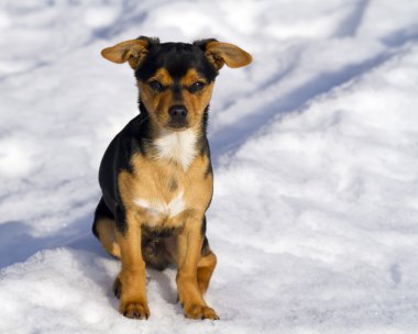 siyah köpek