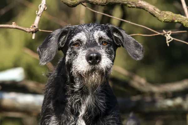 Hund gamla — Stockfoto