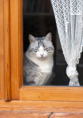 beyaz kedi