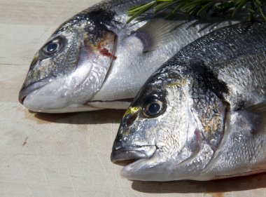 taze deniz ürünleri