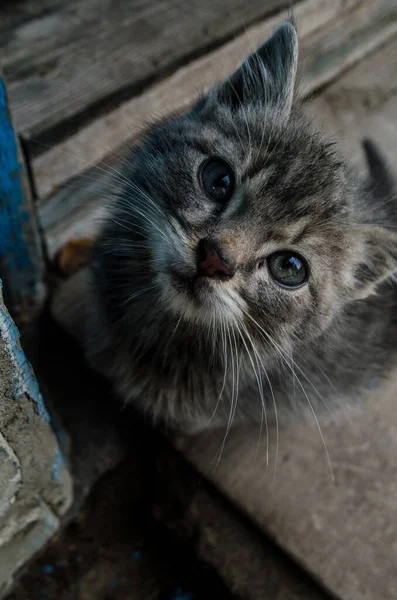 Nieuwsgierige Kat Wil Spelen — Stockfoto