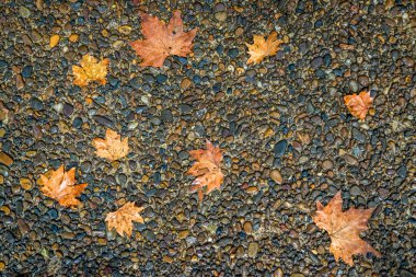 akçaağaç yaprağı gün yağmur içinde kat