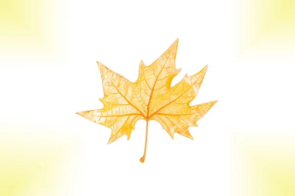 分離されたカエデの葉 — ストック写真