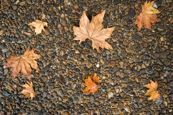 雨の日に床にメープル — ストック写真