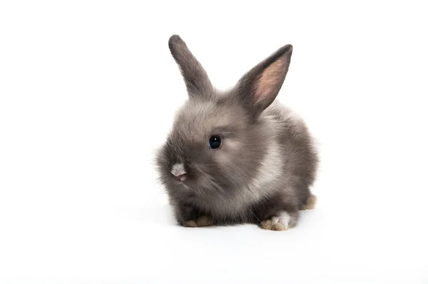 Beyaz zemin üzerine oturan gri şirin bebek tavşan — Stok fotoğraf