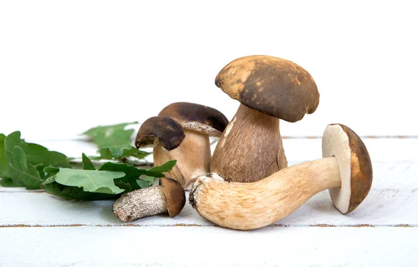 Wild mushrooms on white background — Stock Photo, Image