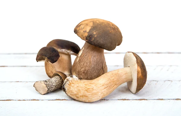 Wild mushrooms on white background — Stock Photo, Image