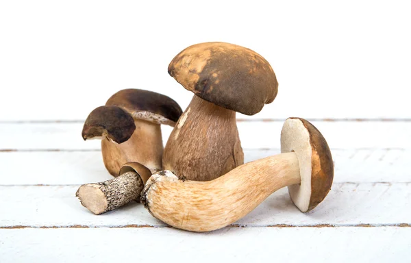 Wild mushrooms on white background — Stock Image Wild mushrooms on white background Royalty Free Stock Photos