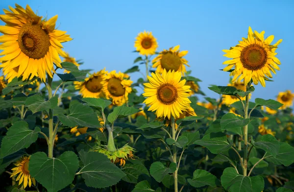 Sunflower field under blue sky — Stock Photo, Image