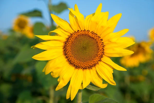 Sunflower field under blue sky — Stock Photo, Image