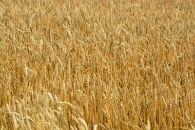buğday tarlası kulakları  