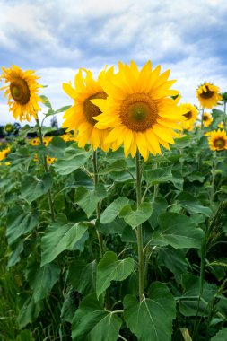 Ayçiçeği alan mavi gökyüzü altında