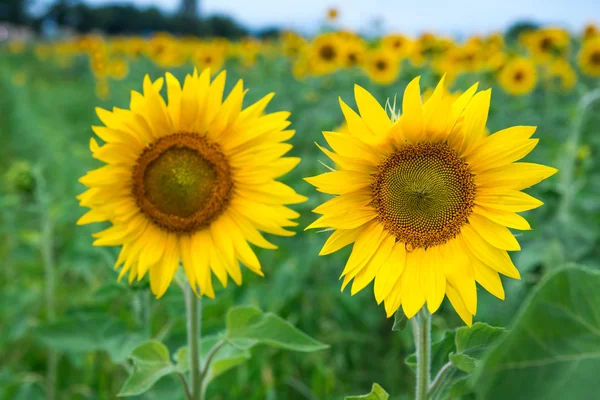 Sunflower field under blue sky — Stock Photo, Image