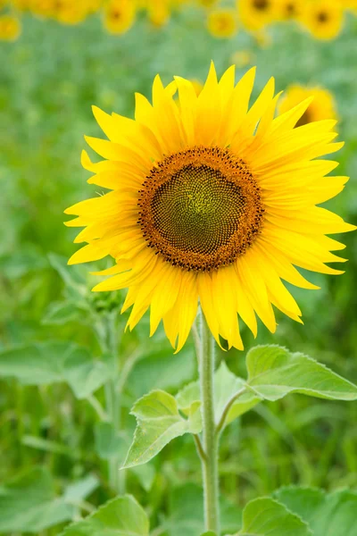 Sunflower — Stock Photo, Image