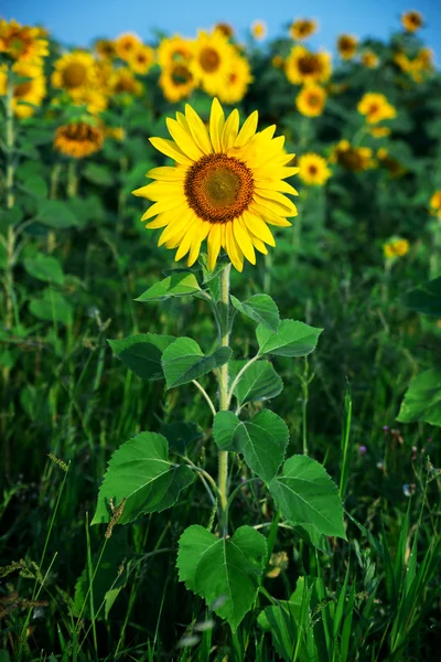 Sunflower field under blue sky — Stock Photo, Image