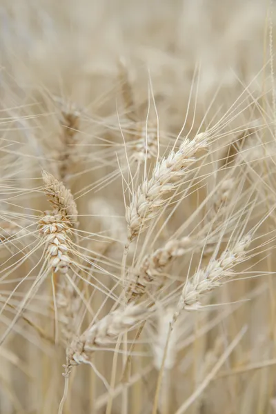Ears of rye in the field — Stock Photo, Image