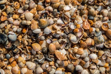 deniz kabuğu arka plan