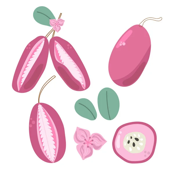 Zestaw Egzotycznych Owoców Akebii Ręcznie Rysowane Płaskie Ilustracje — Wektor stockowy
