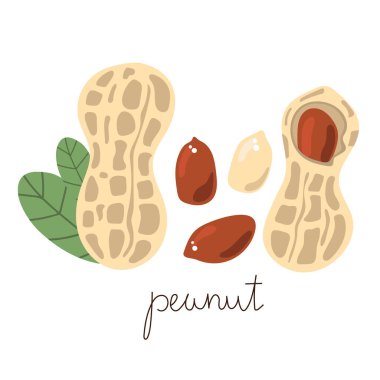 El yapımı düz fıstık. Modern vektör illüstrasyonu.