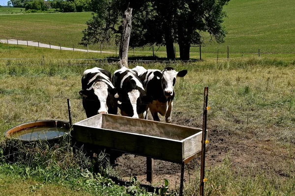 Three Black White Holstein Livestock Gather Empty Feed Bunk — Foto Stock