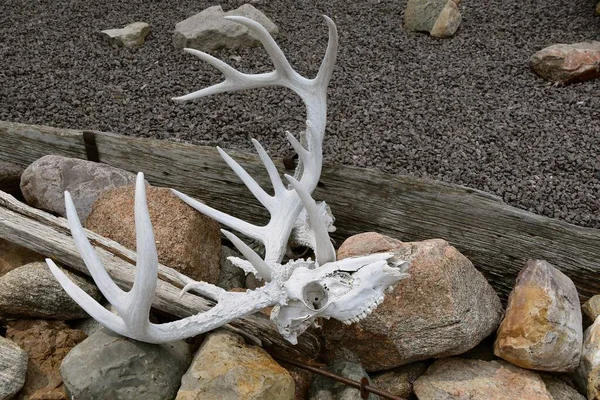 Set Bleached Antlers Skull Left Lying Rock Pile — Stock Fotó