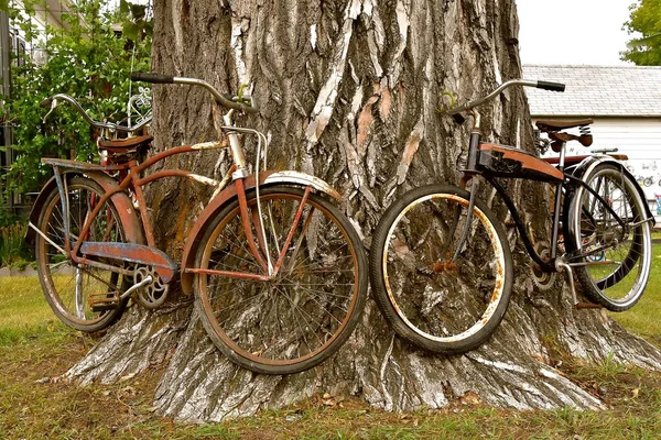 大通りの装飾として巨大なコットンウッドの木に古い自転車が取り付けられています — ストック写真