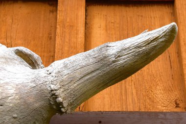 Boğanın ya da bufalonun kafatasında bulunan çok eski boynuzlar..