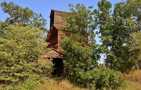 Etrafındaki Eski Kırmızı Terk Edilmiş Tahıl Asansörleri Yeni Bir Ağaç — Stok fotoğraf