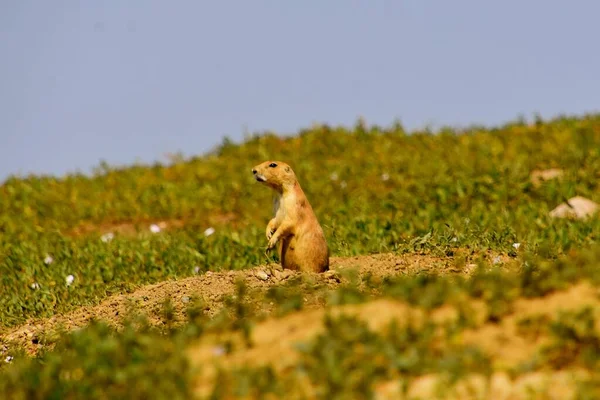 Olgun Bir Çayır Köpeği Deliğin Dışında Duruyor Yuvasına Gidiyor — Stok fotoğraf