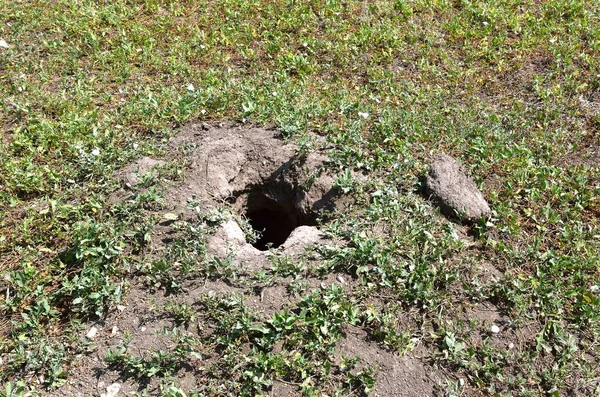 The hole and earthen materials strewn lead to the den of  prairie dogs.