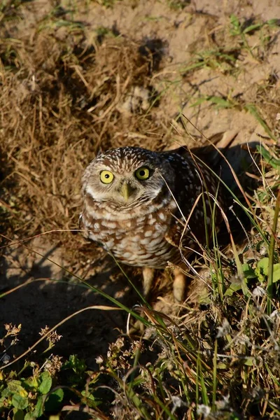 A lone burrowing owl stands by the hole  of its residence.