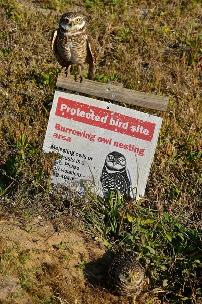 Das Schild Weist Auf Einen Schützenden Vogelstandort Für Die Florida — Stockfoto
