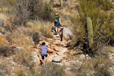 Tek sıra halinde yürüyen yürüyüşçüler kaktüslerin arasında bir çöl patikasında yürürler.. 