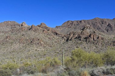 Uzun bir kaktüs ağacı, dağ yamacında süslü bir çölün ortasında duruyor..