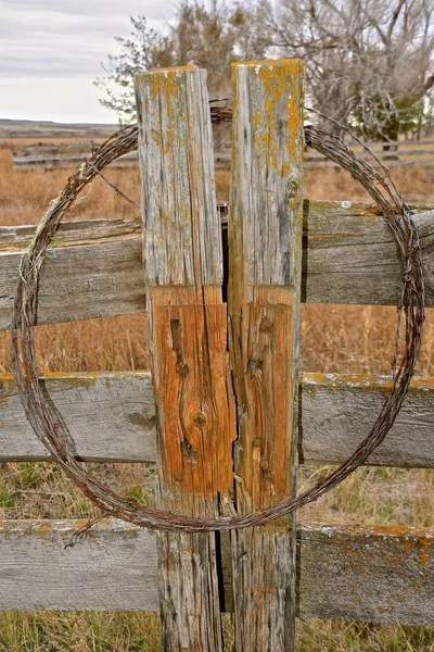 A massive cedar fence post has expose decay and holes on one side and weathered fence boards on the other side.