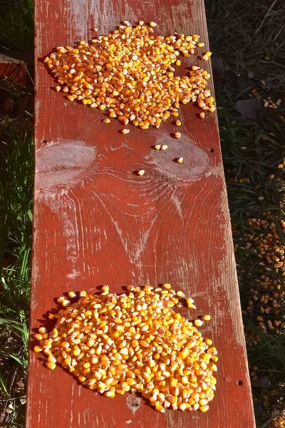 Shelled Corn Kernels Left Pile Bench — Stock Photo, Image