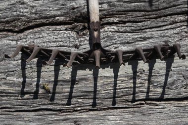 Eski bir antika tırmığın dişleri, gölgelerde yaşayan bir çekirgeyle çağının gölgelerini düşürür.