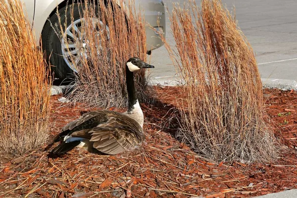 A Canadian goose is nesting in the boulevard of a parking lot with a car in the background.
