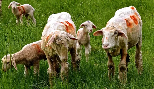 Stado Ścinanych Brudnych Owiec Jagniąt Posiada Malowane Oznaczenia Szczepień — Zdjęcie stockowe