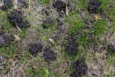 Gece sürüngeni istilası baharın başında bir çimenlikte toprak yığınları yarattı..