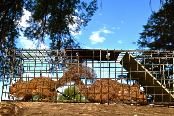 Twee Eekhoorns Worden Gelijktijdig Gevangen Een Levende Val — Stockfoto