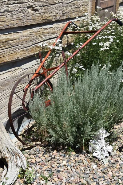 Very Old One Wheeled Push Garden Cultivator Leans Frame Old — 스톡 사진